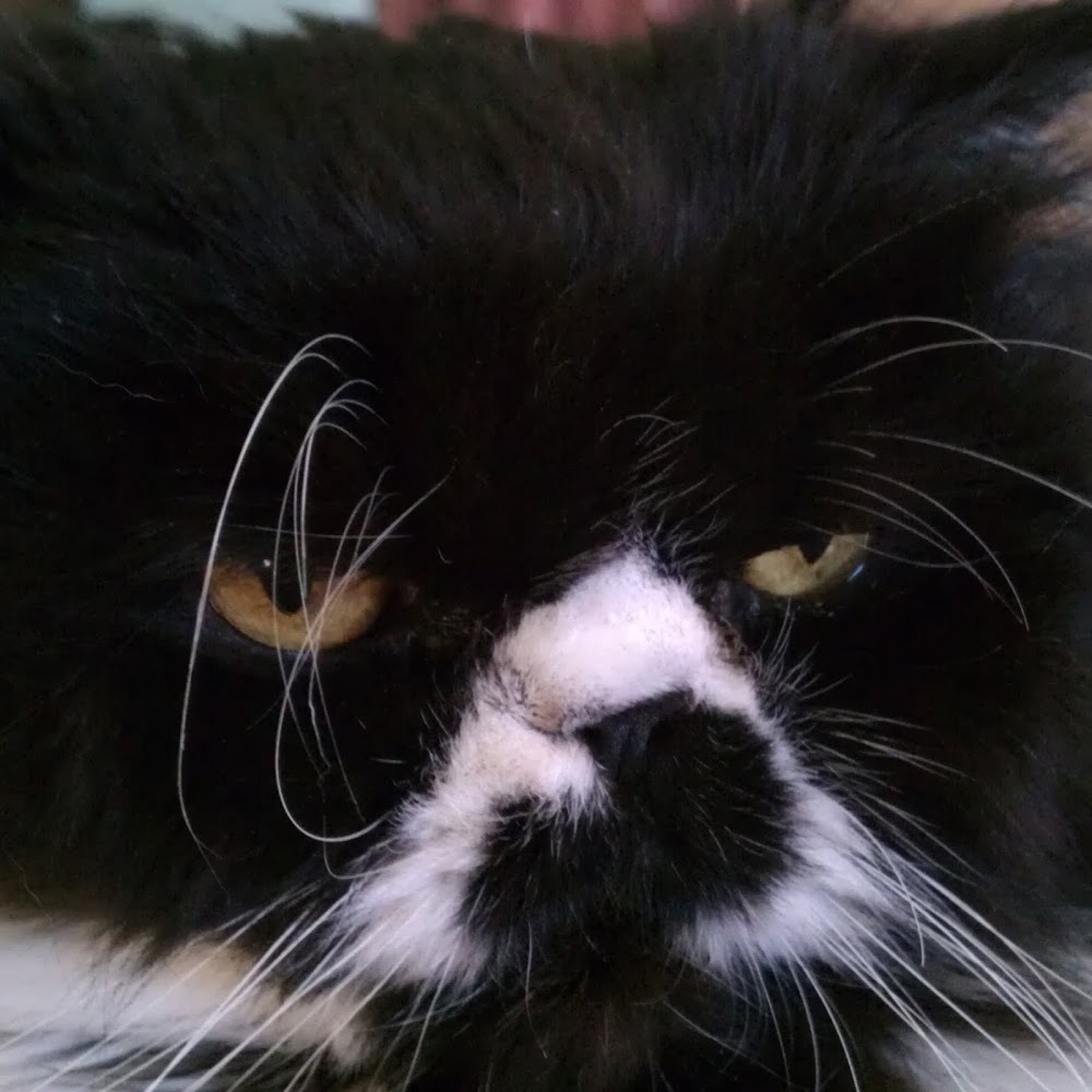 Meet your Posher, Lokibeacat